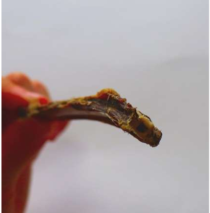 オールフォー・ワン 国産100%鹿スペアリブ 40g